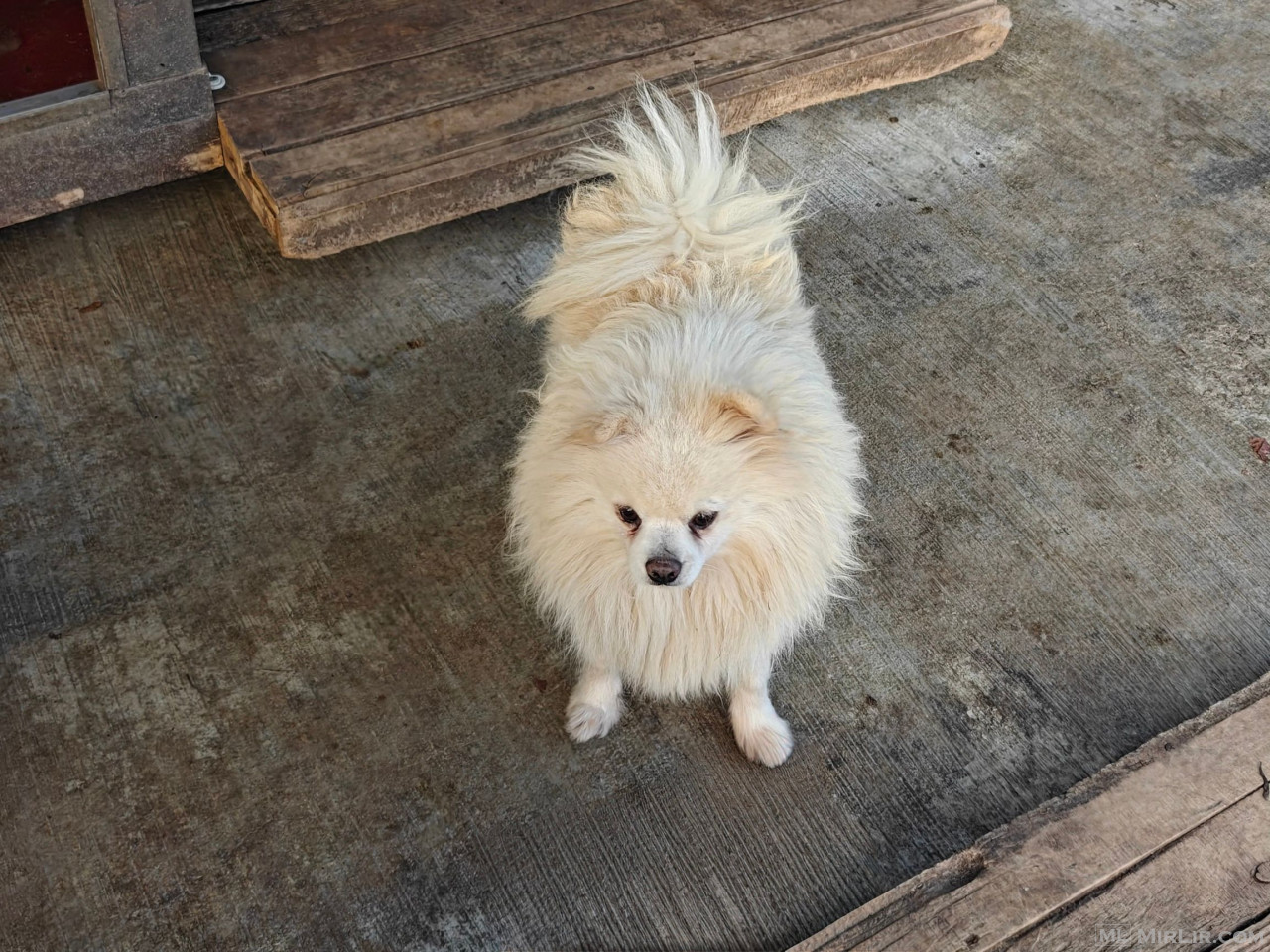 Mini spitz