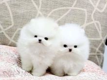 Qenushët e mrekullueshëm të racës Pomeranian në shitje