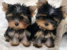 Yorkie me filxhan çaji