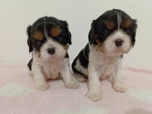 Cavalier King charles