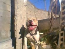 Pit bull