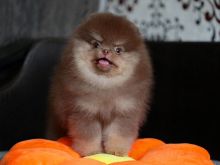 Qenush Pomeranian