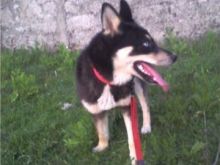 Haski femer