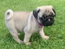 Shesim Kelyshe Pug