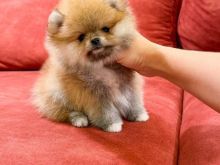 QENUSHI POMERANIAN