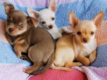 Këlyshët Chihuahua