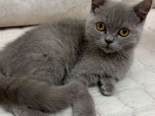 Shitet mace British Short Hair 🐈‍⬛