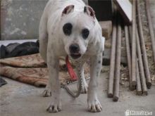 PITBULL
