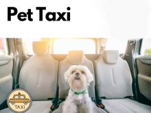 PET TAXI TIRANA.SHERBIM TAXI PER KAFSHE SHTEPI+355696909585