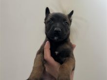 Malinois belg