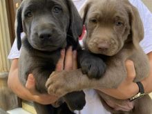Labrador retriever puppies +13055042855