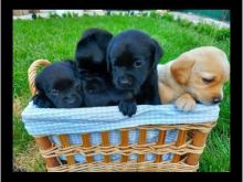 Labrador retriever puppies +13055042855