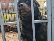 Shitet urgjent qeni Rottwailer mashkull rac e paster.