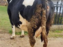 LOP BARS Shtohet tash mbi 700kg