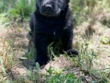 Labrador retriever puppies +13055042855