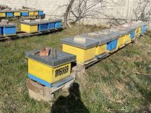 SHITEN BLETET 🐝