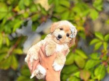 Këlyshët Maltipoo 