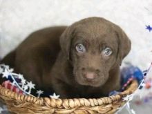 Labrador retriever puppies +13055042855