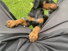 Doberman 2 mujsh femer