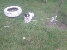 She\'s minikin ni vjet shum I mir