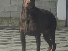 Doberman femer