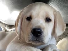 Labrador retriever puppies +13055042855
