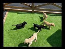 Labrador retriever puppies +13055042855