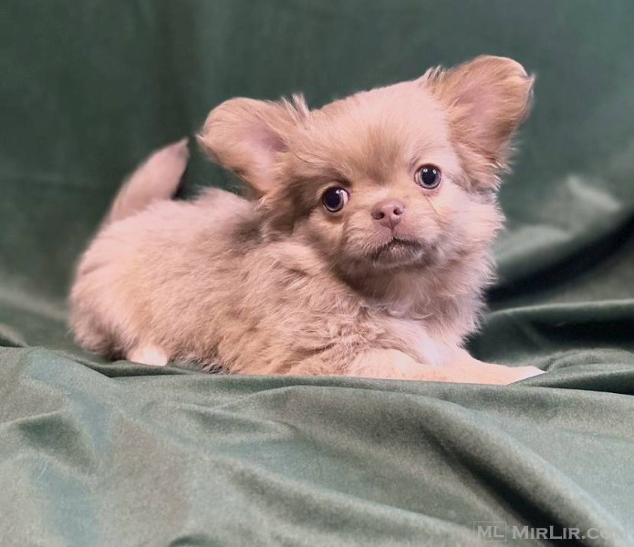 Qenushi Chihuahua 