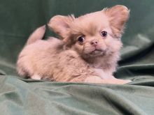 Qenushi Chihuahua 