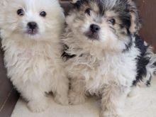 Maltez mix minispitz