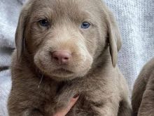 Labrador retriever puppies +13055042855