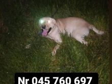 Shitet Llabrador org mosha 1 vjet  qmimi 120 euro 