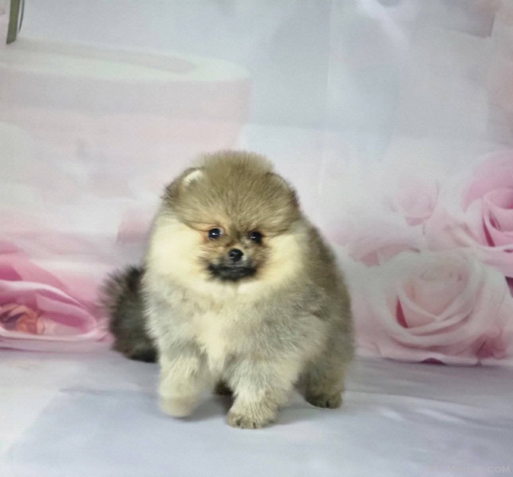 Pomeranian boo