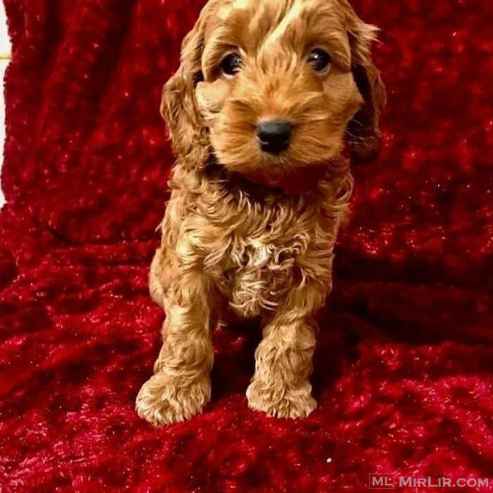 Këlyshët e shëndetshëm cavapoo gati për shtëpitë e tyre të r