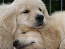 Qenushët e racës Golden Retriever