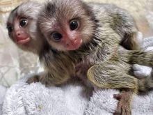 Majmunët Marmoset