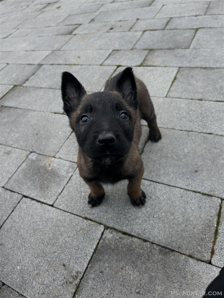 Belg malinois