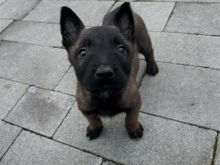 Belg malinois