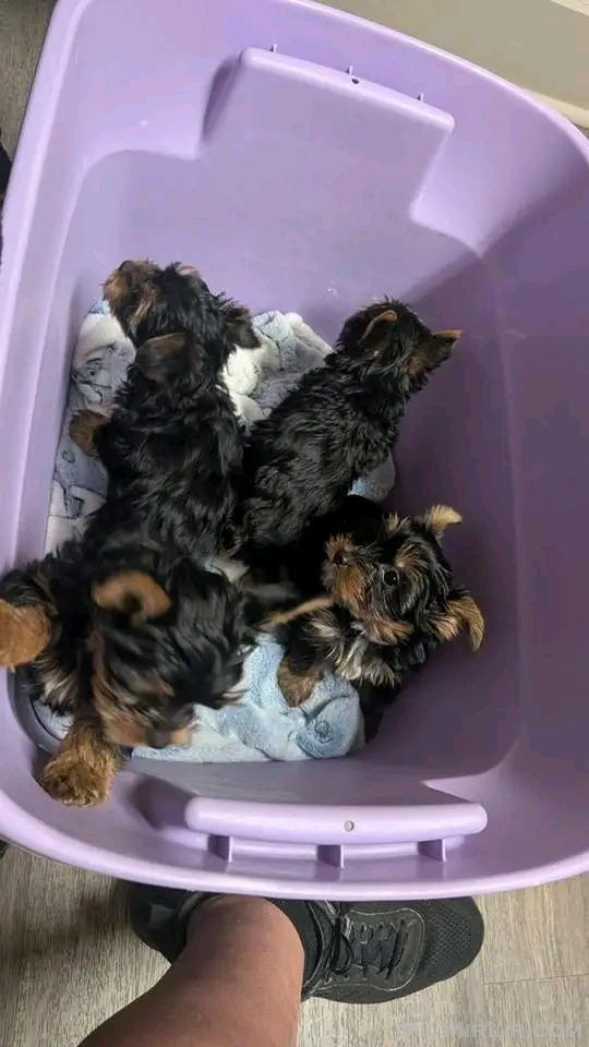 Këlyshë Yorkshire terrier