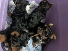 Këlyshë Yorkshire terrier