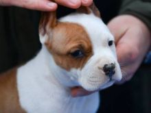 Këlyshë të racës American Staffordshire Terrier