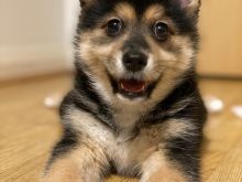 Këlyshët Pomsky