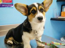 Këlyshët Pembroke Welsh Corgi