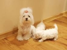 Këlyshët Maltese