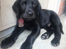 Këlyshët Labrador Retriever.