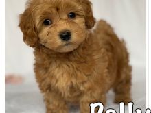 Këlyshët Havanese