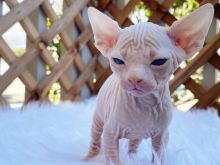 Kotele Sphynx