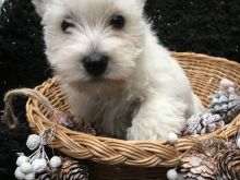 Këlyshë West Highland Terrier