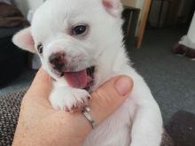 Këlyshë Chihuahua