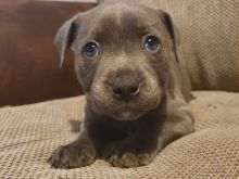 Këlyshë të Staffordshire Bull Terrier